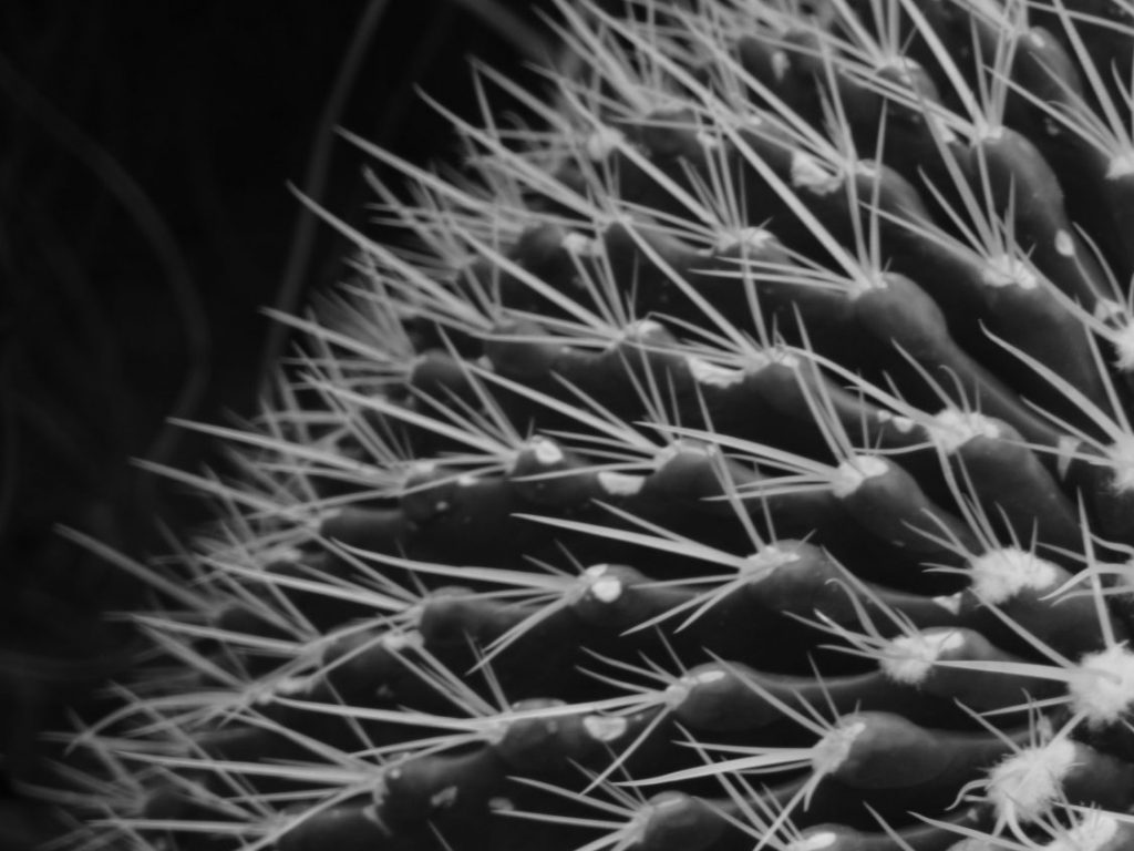cactus spines up close