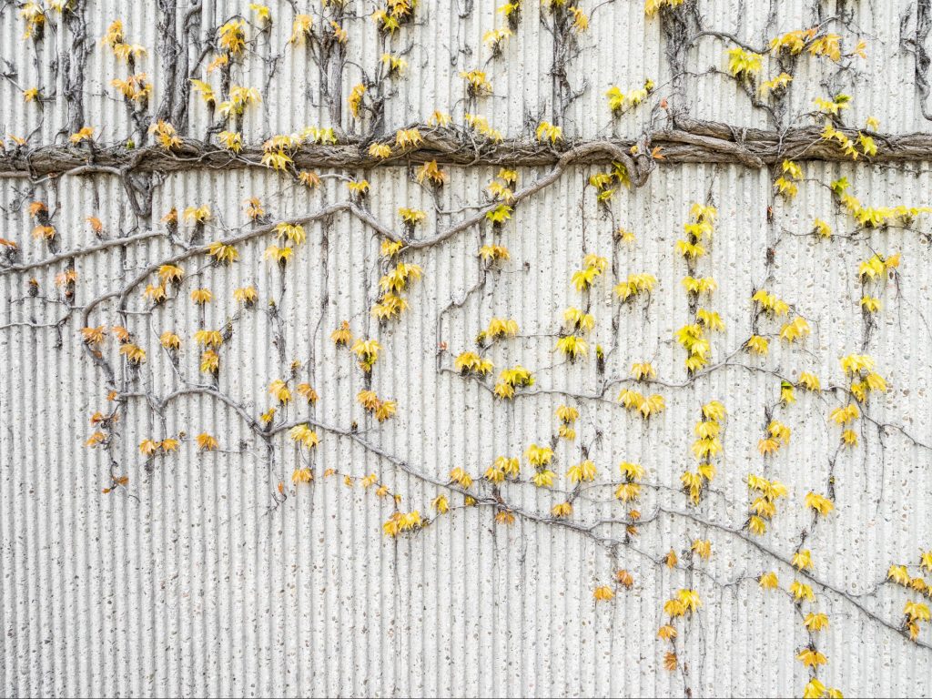 yellow flowers on vines