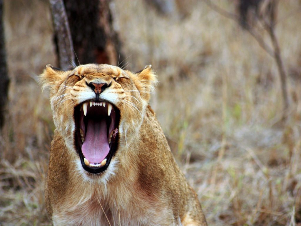 a lionness roaring