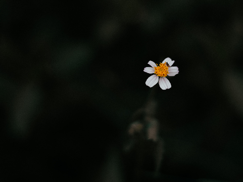 a wilted daisy against a black background