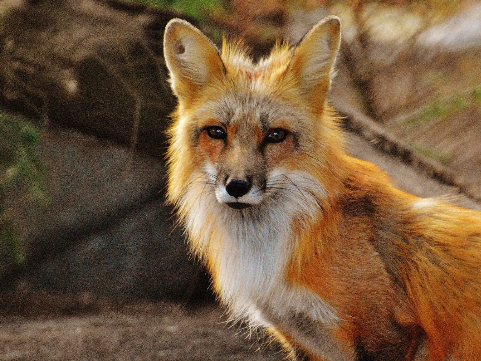 a red fox looking at the camera