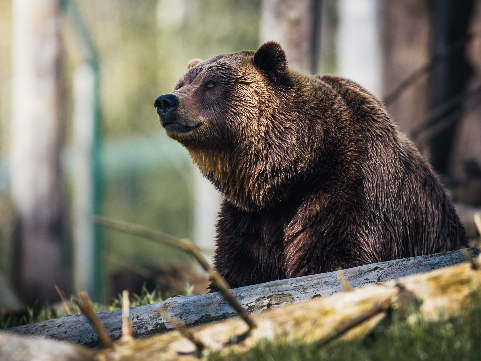 a bear in the forest