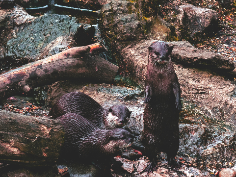 three otters on rocks