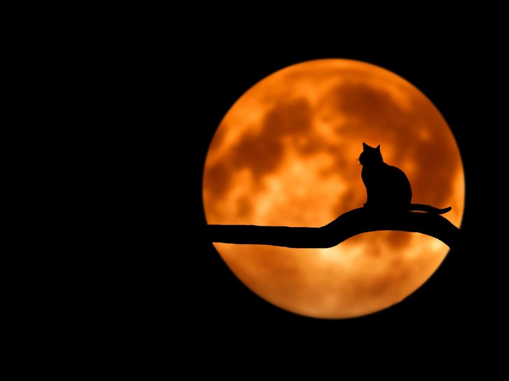 a cat on a branch in front of a harvest moon
