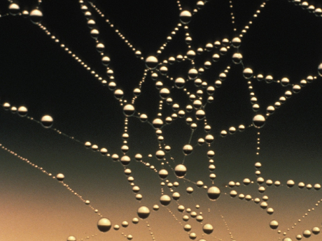 a spider web with water droplets on it