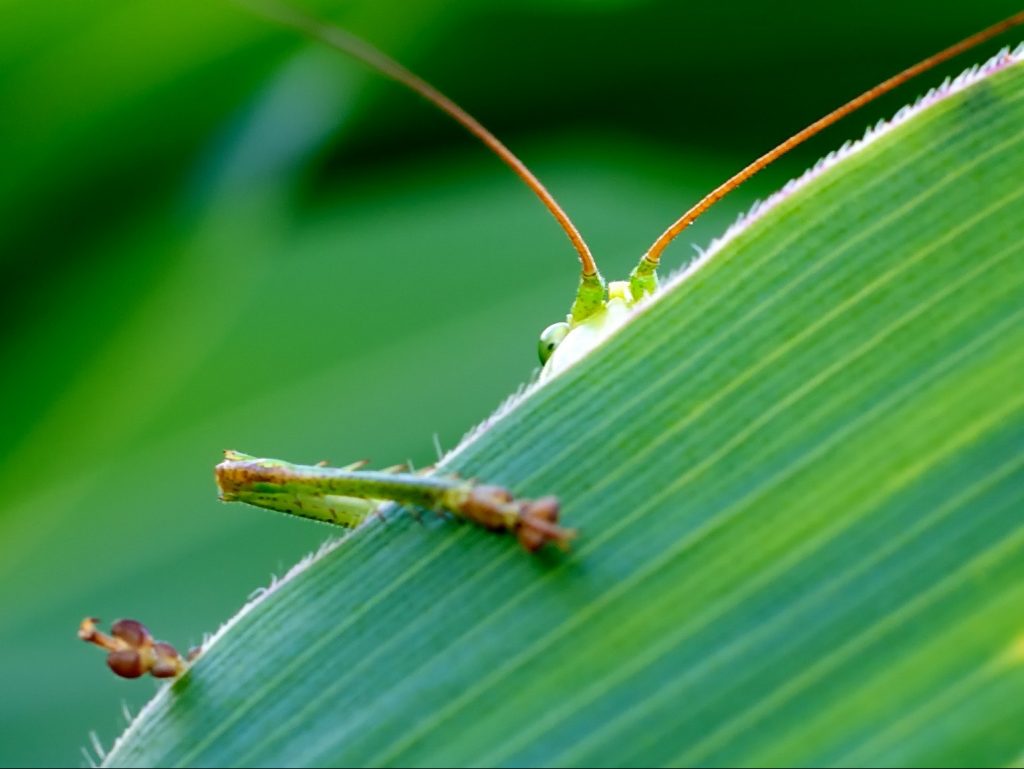 a green leaf with a grasshopper peering over it