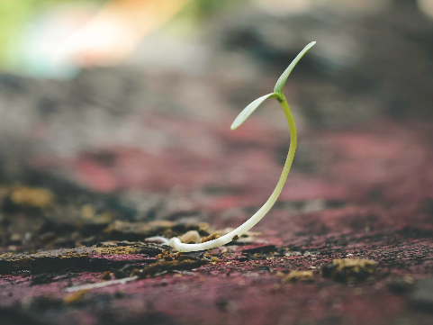 a tiny green sprout growing out of hard ground