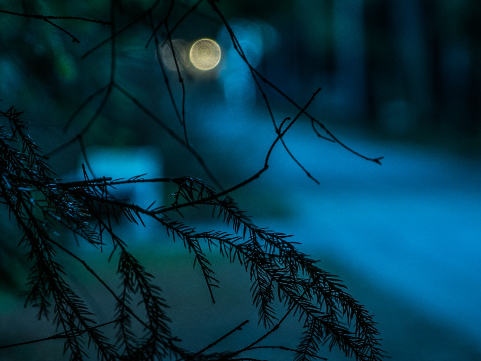 a tree branch in a dark night