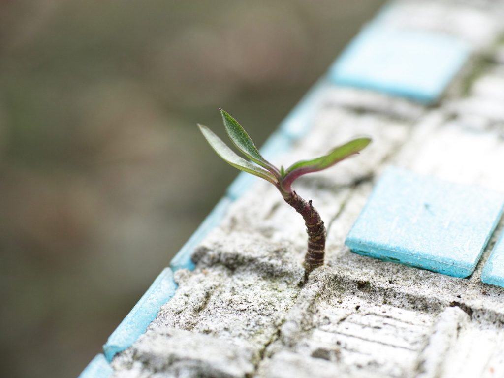 a tiny sprout growing from a crack in the ground
