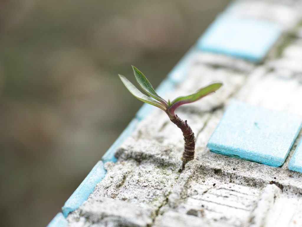 a tiny sprout growing from a crack in the ground