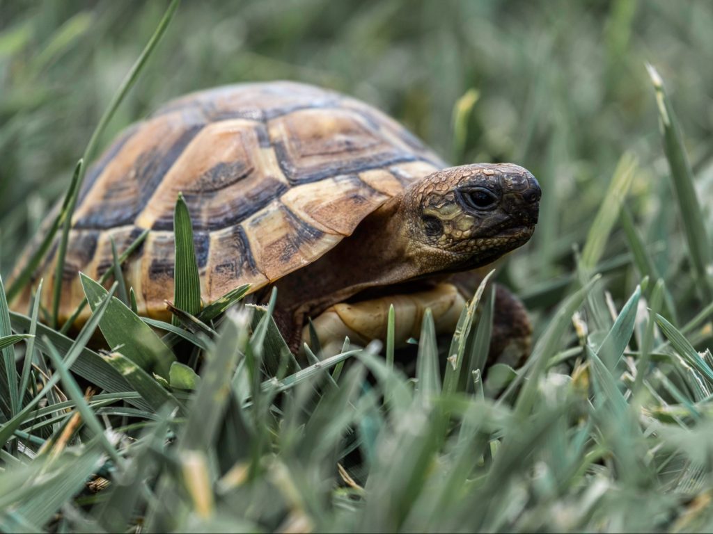 a box turtle in the grass