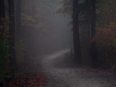 Dark forest with a gravel path running through it