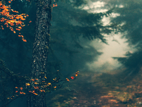 a blurry forest path