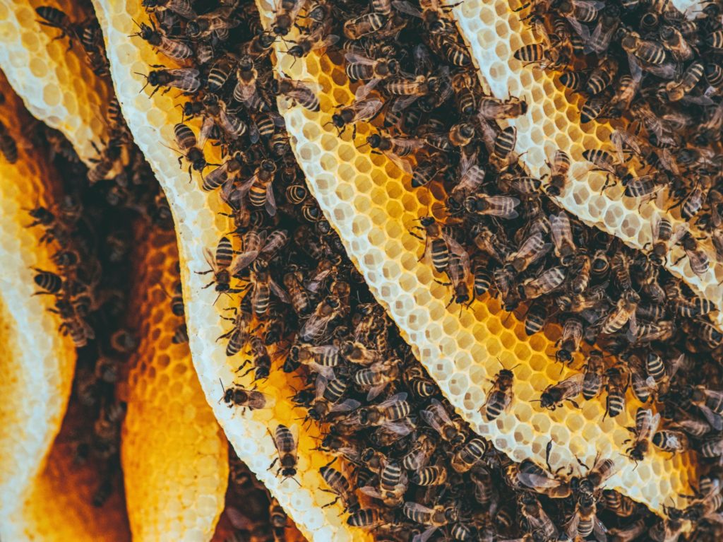 bees inside a bee hive