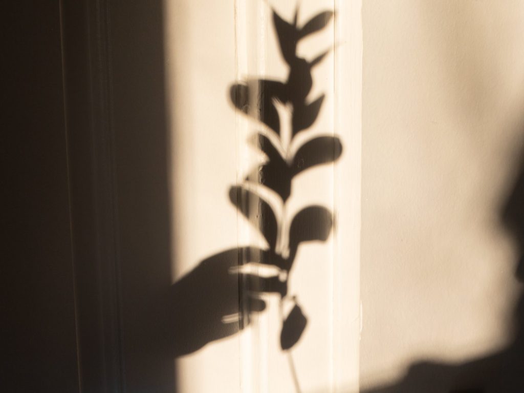 shadow of a plant on the wall