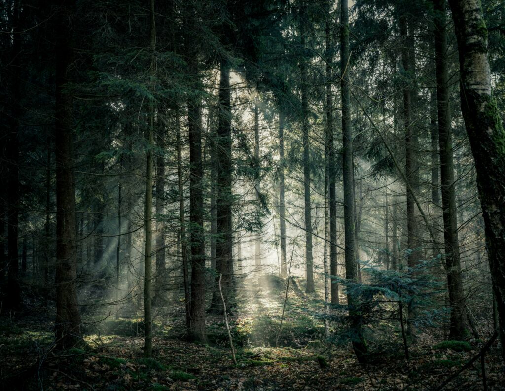 sunlight shining through a darkened forest